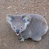 The koala sticks his tongue out to you by Erwin Blekkenhorst