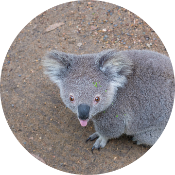 De koala steekt z'n tong naar je uit van Erwin Blekkenhorst