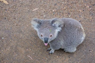 The koala sticks his tongue out to you