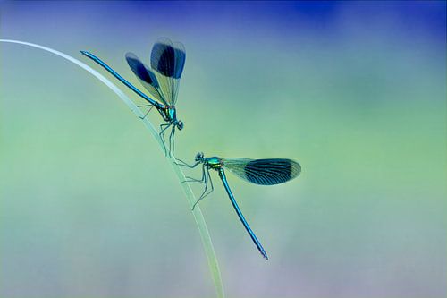 Dragonflies in conversation (meadow damselflies) by Francis Dost