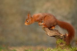 ready to jump by Ina Hendriks-Schaafsma