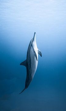 Dolphin by MADK
