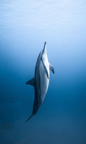 A dolphin in the ocean on its way to the surface