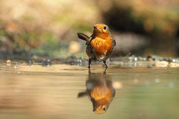Robin with his reflection. by Astrid Brouwers