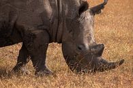 Rhinocéros à Ol Pejeta, Kenya par Andy Troy Aperçu