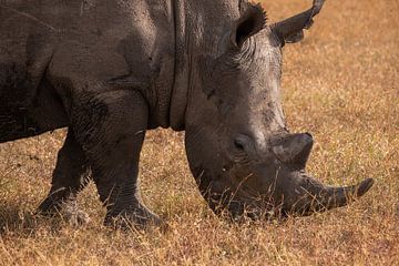 Neushoor in Ol Pejeta, Kenia