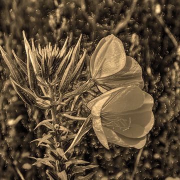 Digital Art Medium Flowers Sepia