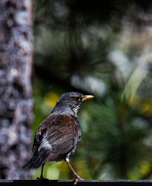 Alpenbewohner von Wildthurn Photography
