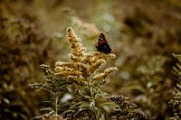 Nederlands landschap - close-up van vlinder