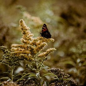 Nederlands landschap - close-up van vlinder van Suzanne Fotografie