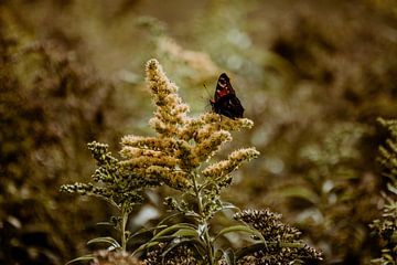 Nederlands landschap - close-up van vlinder van Suzanne Fotografie