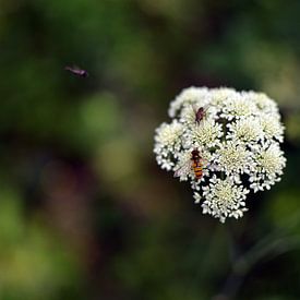 Bee and fly by Michel Koenes