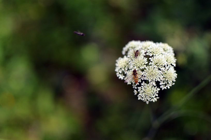 Bee and fly by Michel Koenes