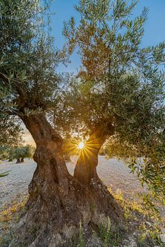 zonsondergang gezien tussen de olijfbomen met een doorkijk van Kim Willems