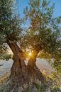 sunset seen among olive trees with a vista by Kim Willems thumbnail