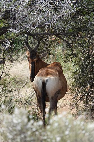 Hartelijk Hartenbeest van Marianne van den Bogaerdt