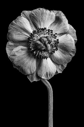 Anemone Schwarzweiß