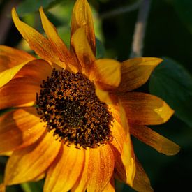 Zonnebloem in gouden licht | Fotografie Muurkunst van Luis Boullosa