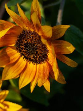 Zonnebloem in gouden licht | Fotografie Muurkunst van Luis Boullosa