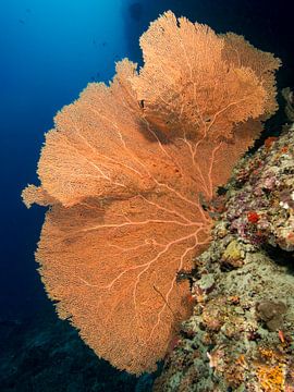 Oranje waaierkoraal langs het koraalrif van victor van bochove