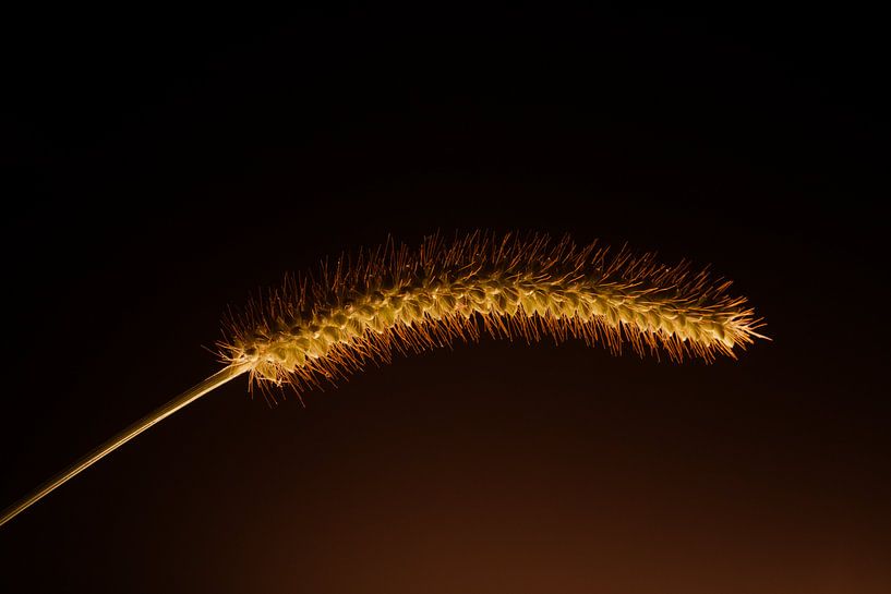 Grashalm in een ander licht van Dorieke Haaima