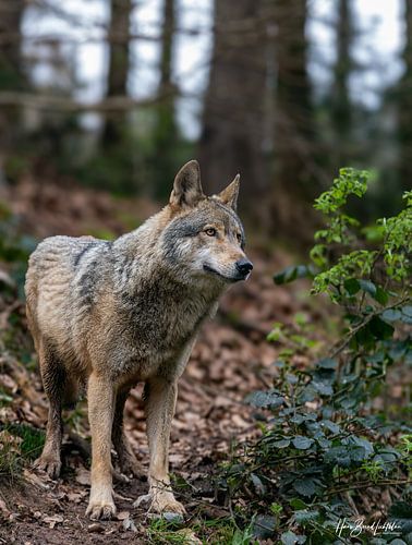 Loup
