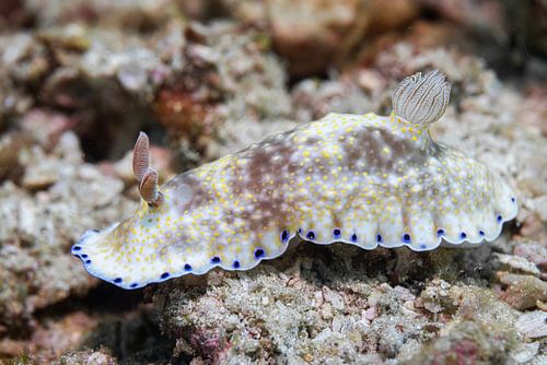 Zeeslak @ Komodo, Indonesie