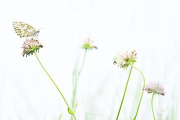 Schachbrett von Danny Slijfer Natuurfotografie