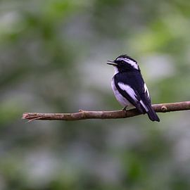 A singing Magpie Flycatcher on a branch