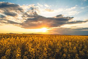 Rapsfeld in der Abendsonne