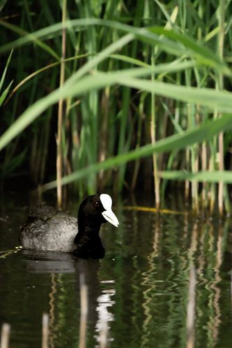 coot by the reeds