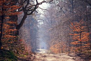 lente in het bos/ spring in the forest von Els Fonteine