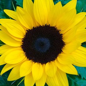 Zonnebloem van Richard de Boorder