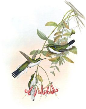 Cayenne Fairy, John Gould van Hummingbirds