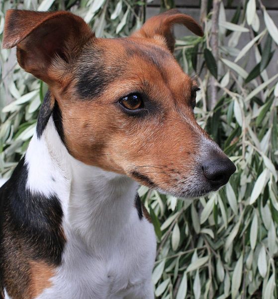 Jackrussel. A playful sweet dog by annelies wynant