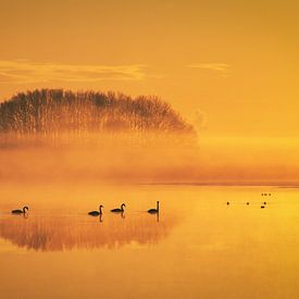 Swans swim past on the Davidsplassen by Anneke Hooijer