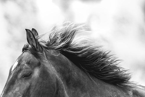 Paard Fluistering van de Wind Zwart-Wit Paardenmajesteit paard zacht