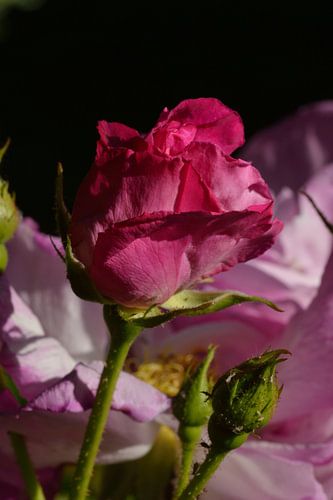 Rose foncé rose
