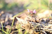 Lila Blumen rufen den Frühling in den Garten