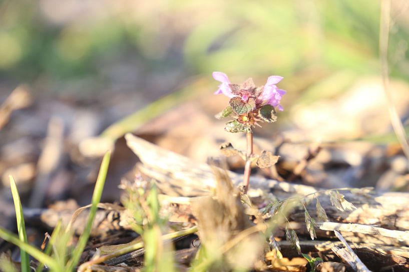 Lila Blumen rufen den Frühling in den Garten von Hannelore