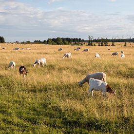 Troupeau de moutons dans le parc national de l'Eifel. sur Gottfried Carls