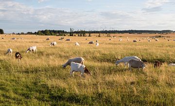 Troupeau de moutons dans le parc national de l'Eifel. sur Gottfried Carls