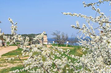 Kap Arkona im Frühlung