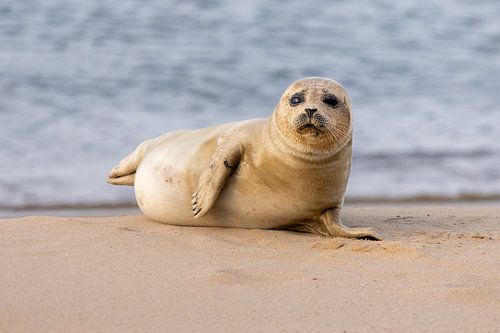 Neugieriger Blick