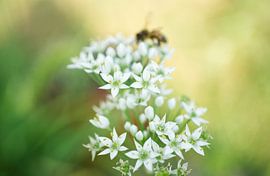 Knoflookbieslook met honingbij van Iris Holzer Richardson