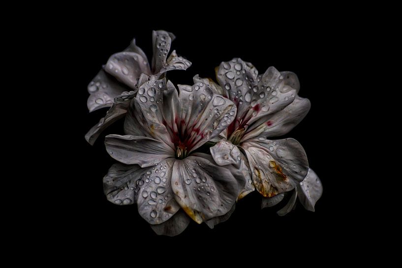 Dew Drops by ZEVNOV .