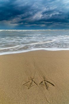 Impressum Möwenbein