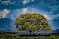 Steeneik in Extremadura met op de achtergrond Sierra de Gata