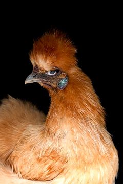 Karakter - Ginger van Joost van Lieshout