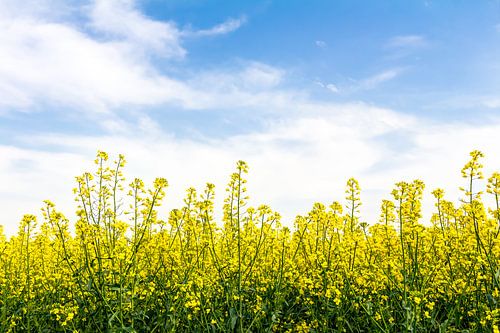 Een lentedag in het koolzaadveld